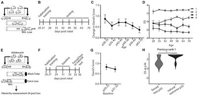 An Adolescent Sensitive Period for Social Dominance Hierarchy Plasticity Is Regulated by Cortical Plasticity Modulators in Mice